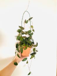 Fill your cart with color today! Sale Hoya Caudata With Terracotta Pot Furniture Home Living Gardening Plants Seeds On Carousell