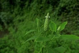 Image result for Sphenoclea