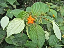 Image result for Mussaenda