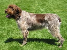 45 to 70 pounds life span: The Wirehaired Pointing Griffon A Guide For Owners Pethelpful