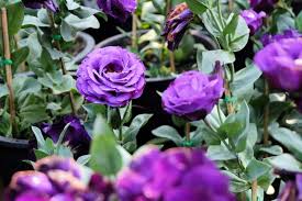 Best cut flowers to grow uk. Lisianthus Flower Of The Moment Frosts Garden Centres