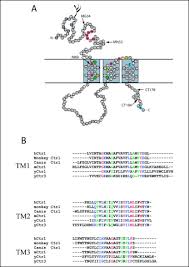 Extra copies of the her2/neu gene are found in up to 20% of human breast cancers. The Mechanism Of Copper Uptake Mediated By Human Ctr1 Journal Of Biological Chemistry