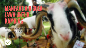 Manfaat air rebusan cengkeh lainnya bisa diperkaya oleh antioksidan eugenol. Manfaat Air Gula Jawa Untuk Kambing Youtube