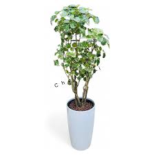 Image result for Polyscias guilfoylei