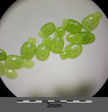 Image result for Wolffia