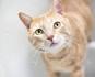 20 Interesting Facts About the Beautiful Orange Tabby Cat ...