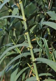 Image result for Arundo donax