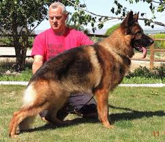 Find your new family member today, from dedicated breeders near you. Professional German Shepherd Directory K9 Condos Vom Haus Am Lerchenweg German Shepherd Breeders German Shepherd Puppies German Shepherd