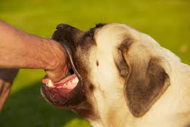 Image result for Dog Bite