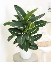 Dieffenbachia Green Magic 1x Delivery Height 35 40 Cm Pot Size O 12 Cm Green Magic Plants Planting Flowers