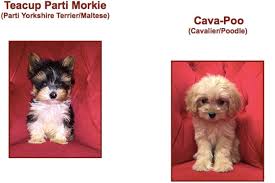 Puppies for sale from dog breeders near chicago, illinois. Despite City Puppy Mill Ban Lincoln Park Shop Is Selling Purebred Pups Lincoln Park Chicago Dnainfo