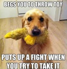 If You Ve Ever Owned A Dog Then These Make Perfect Sense 26 Pics Funny Dog Memes Funny Dog Pictures Dog Logic