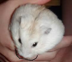 Huge sale on hamsters sale now on. Hamsters Mem0r13s Box