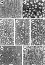 Image result for Virectaria major