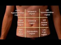 Abdominal 9 Regions Youtube