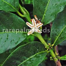 Image result for Coffea sp. A