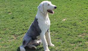 He's a stunning dog … Old English Sheepdog Benjie Angel Breeze Puppies In Ohio