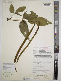 Image result for Sphenostylis