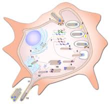 Marburg virus disease is transmitted to people from fruit bats and spreads between humans through the transmission of bodily fluids. Marburg Virus Wikipedia