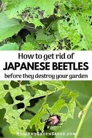 How To Get Rid Of Japanese Beetles Before They Destroy Your Garden