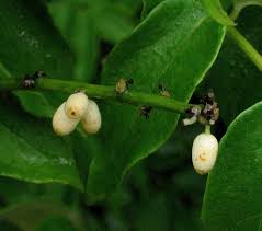 Image result for Erythroxylum platycladum