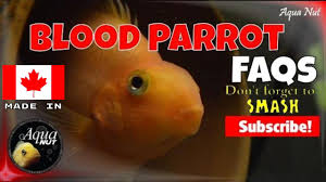Next time i am in his. Why Is My Blood Parrot Cichlid Fish Hiding Other Frequently Asked Questions Youtube