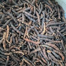 Image result for Xylopia aethiopica