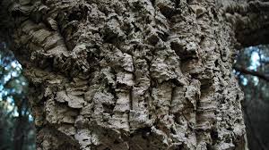 Des champignons en forme de racines ont commencé à lui pousser aux extrémités de ses membres après qu'il se soit blessé au genou à l'âge de 15 ans. La Recolte Du Liege Un Savoir Faire Eprouve Dans Le Var