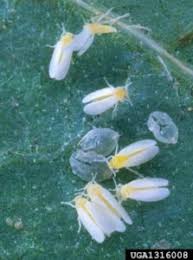 Image result for whitefly in cucumber
