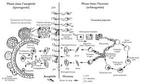 Destiné au centre de santé d'éthiopie en collaboration avec le centre carter (initiative de formation en santé publique de l'éthiopie, ephti) et la. Les Anopheles 5 La Transmission Vectorielle Des Plasmodies Humaines Ird Editions