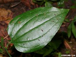 Image result for Smilax