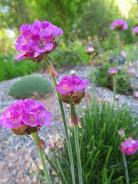 We did not find results for: A Few More Native Plants