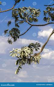 Image result for Cecropia pachystachya