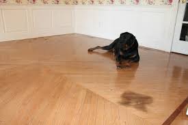 pet sns out of hardwood floors