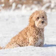 The best trimming tools for goldendoodles. Mini Goldendoodles Breed Information And Guide Spiritdog Training