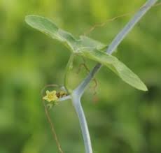 Image result for Pauridiantha paucinervis