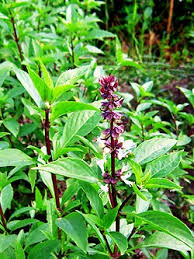 Image result for Ocimum minutiflorum