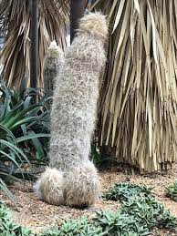See more of gardens by the bay on facebook. This Cactus At Gardens By The Bay Singapore Mildlypenis