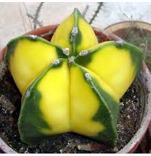 A swollen stem that holds water, no leaves in order to reduce. Egrow 10pcs Yellow Cactus Seeds Meaty Plant Seeds Mini Succulent Bonsai Plants Seeds For Home Garden