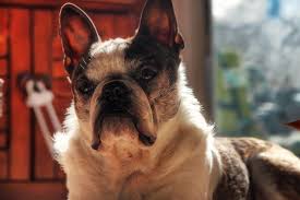 Puppies were born april 8,2019. This Is A Photo Of Willis The Hairy Boston Terrier Dog From New York Usa Featured On Www Bterrier Com Boston Terrier Boston Terrier Dog Dogs