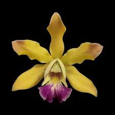 Image result for Eggelingia