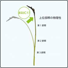 Lodging Resistance 作物栽培学研究室 柏木ラボ