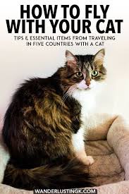 So we had a i remember little chimi, because he looks just like my shiloh! Your Ultimate Guide To Flying Internationally With A Cat Tips Essentials