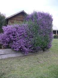 Maybe you would like to learn more about one of these? Australian Native Shrubs Gardening With Angus