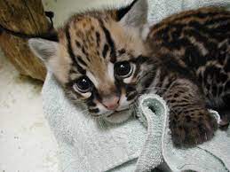 Ocelot Pet For Sale Online Buy Ocelot Kitten Online