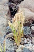 Image result for Aristida scabrivalvis