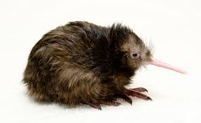 New Zealand S Weird Birds Kiwi Weird Birds New Zealand Animals