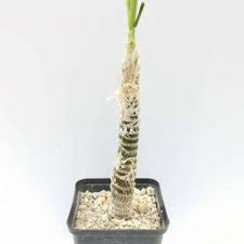 Image result for Trachyandra saltii