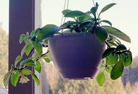 Alsobia is a genus of flowering plants in the family gesneriaceae, native to mexico, guatemala, and costa rica. Alsobia Punctata X A Chiapensis Gesneriad Reference Web