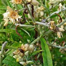 Image result for Gnaphalium polycaulon